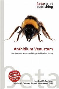 Anthidium Venustum