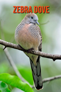 Zebra Dove