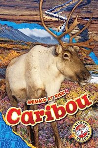 Caribou