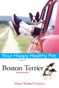 Boston Terrier