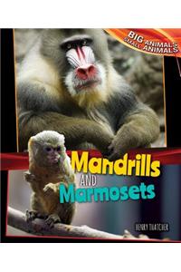 Mandrills and Marmosets