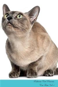 Tonkinese Cat Presents
