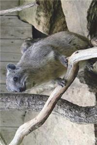 The Cape Hyrax Journal (Dassie)