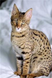 A Savannah Cat Animal Journal
