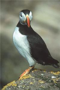 Say Hello to the Atlantic Puffin Journal
