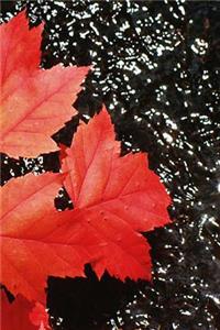 Journal Red Maple Leaves Autumn Season