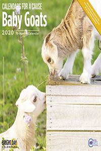 BABY GOATS WALL CALENDAR 2020