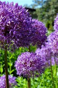 Violet Ornamental Onion Blooms Journal