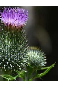 Thistle Scotland Flower Garden Scottish Gardening Journal Notebook Composition