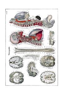 Neurography Composition Notebook
