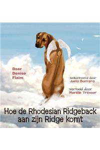 Hoe de Rhodesian Ridgeback aan zijn Ridge komt