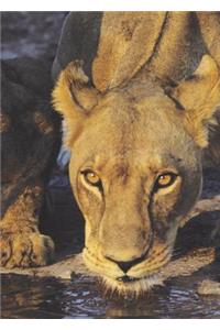 Vigilant Lioness Blank Book Lined Journal (5x7)