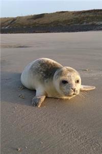 Sweet Little Seal on the Beach Marine Animal Journal