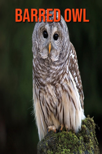 Barred Owl