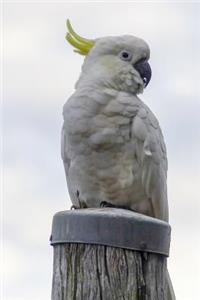 Proud Cockatoo Journal