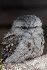 Tawny Frogmouth Bird Chick Journal