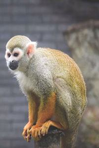 Monkey Sitting on a Log - Blank Lined Notebook