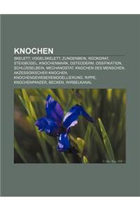 Knochen: Skelett, Vogelskelett, Zungenbein, Ruckgrat, Steigbugel, Knochenmark, Osteoderm, Ossifikation, Schlusselbein, Mechanos