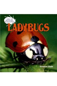 Ladybugs