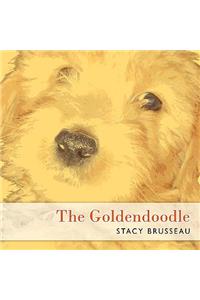 Goldendoodle