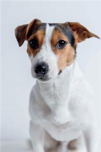 Jack Russell Puppy Dog Journal