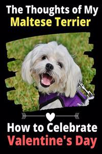 Thoughts of My Maltese Terrier: How to Celebrate Valentine's Day