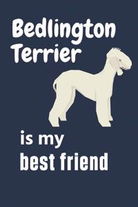 Bedlington Terrier is my best friend