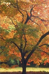 2020 Weekly Planner Beautiful Fall Tree Autumn Season 134 Pages
