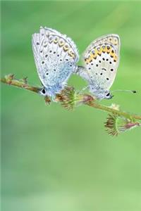 A Stunning Pair of Common Blue Butterflies Journal