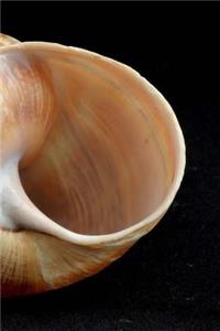 Snail Shell Notebook