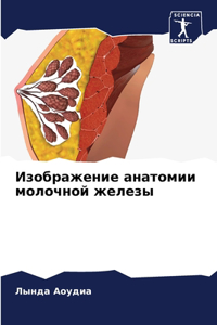 Изображение анатомии молочной железы