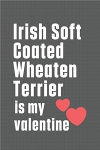 Irish Soft Coated Wheaten Terrier is my valentine
