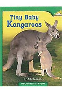 Tiny Baby Kangaroos
