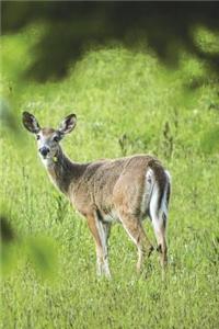 White Tail Deer - Doe Journal