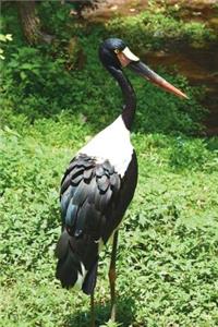 Say Hello to the Saddle-Billed Stork Journal