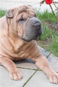 Such a Sweet Face! Shar-Pei Dog Pet Journal