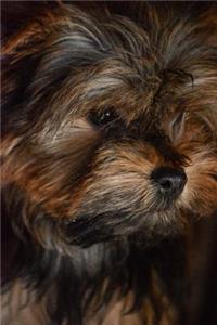 Yorkshire Terrier Deep in Thought Journal