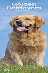 GOLDEN RETRIEVERS 2020 SLIM CALENDAR