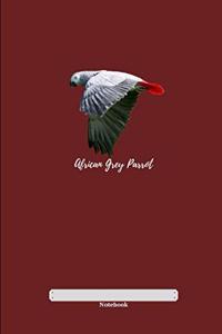 African Grey Parrot