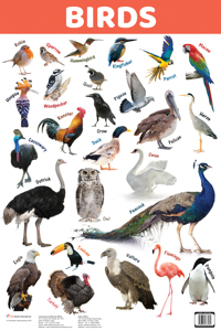 Charts: Birds Charts (Educational Charts for kids)