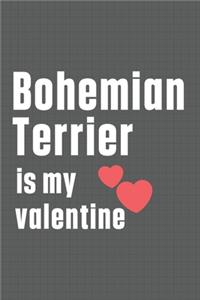 Bohemian Terrier is my valentine