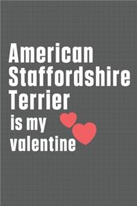 American Staffordshire Terrier is my valentine