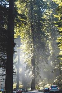 Coast Redwood Tree Journal