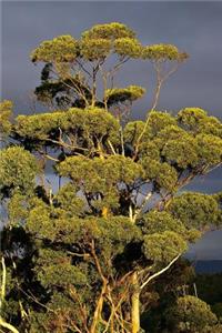 Eucalyptus Gum Tree Journal