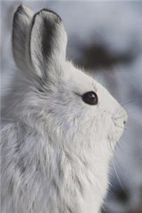 Snowshoe Hare Journal