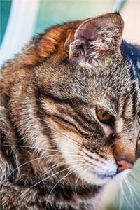 Sweet Tabby Kitty Cat Close Up Portrait Journal