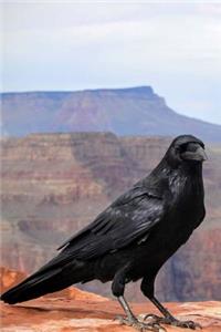 Awesome Black Raven at the Grand Canyon Bird Journal