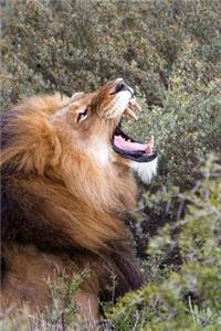The Roar of a Male Lion Journal