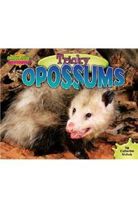 Tricky Opossums
