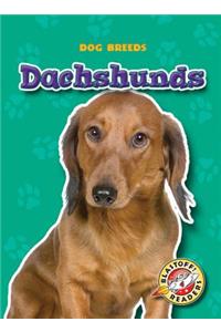 Dachshunds